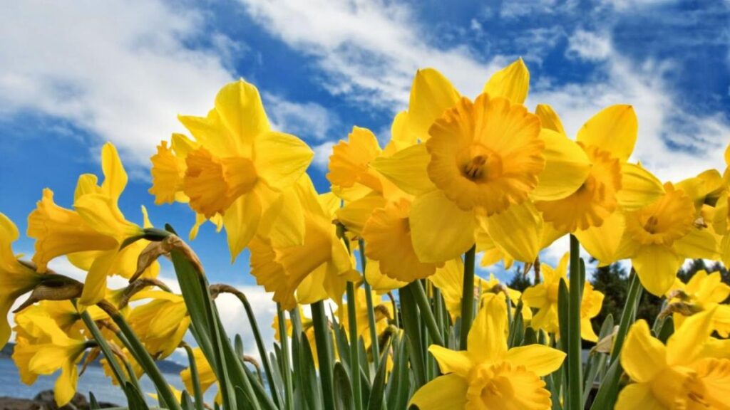 ¿Qué tiene que ver las flores amarillas con el 21 de marzo?