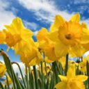 ¿Qué tiene que ver las flores amarillas con el 21 de marzo?