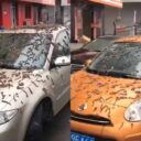 Lluvia de gusanos en China 2023