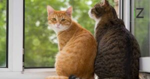 Gatos